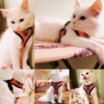 Waterproof Summer Cat Dog Harness Lead Leash Adjustable Vest Polyester Mesh Breathable Harnesses Reflective Small Lesah