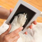 Non-toxic Paw Print Clean Touch Ink Pad Dog Cat Pet Owner Keepsake DIY Inkless Nose Pawprint Impression Making Kit