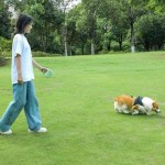 Waterproof Reflective Retractable Dog Leash Adjustable Anti-Slip Handle Pet Walking Rope Poop Bag Holder Anti-Escape Traction