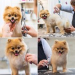 Nickel Free Pet Grooming Scissors Round Head Professional Stainless Steel Dog Hair Durable Shears Animal Cutting Portable Set