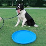 Sturdy Interactive Silicone Flying Saucer Toy Dogs Cats Chew Resistant Disc Pet Game Perfect Puppy Training Fun