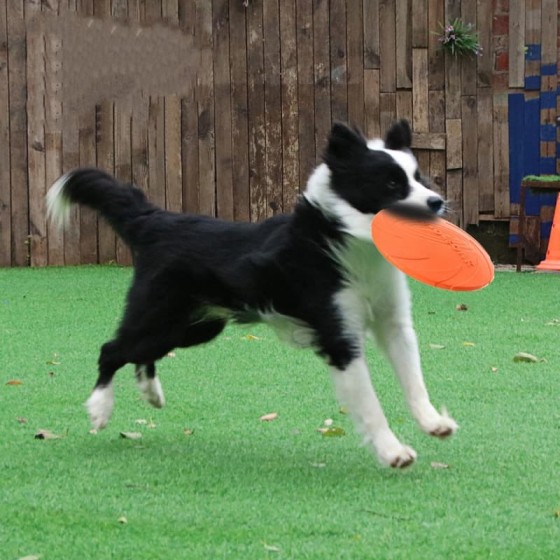 Sturdy Interactive Silicone Flying Saucer Toy Dogs Cats Chew Resistant Disc Pet Game Perfect Puppy Training Fun