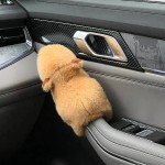 Modern Capybara Car Interior Center Console Displays Handle Wiper Accessories Handbrake Door Cute Plush Dolls Arm Band