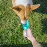 Interactive Portable Pet Dog Water Bottle Small Large Dogs Cat Food Bowl Puppy Cup Container Hiking Chihuahua French Bulldog Accessories