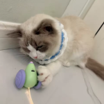 Bite-resistant Interactive Cat Toy Electric Mouse Car Automatic Teaser Kitten Pet Toys Rechargeable Intelligent Obstacle Avoidance