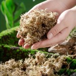 Washable Sphagnum compressed packaging absorbs water expands used orchids carnivorous plants dry moss plant mixtures reptile habitats